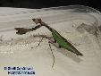Acromantis formosana - Female
