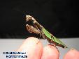 Acromantis formosana - Female