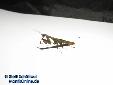 Acromantis formosana - Male