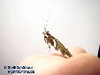 Acromantis formosana - Male