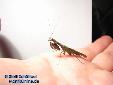 Acromantis formosana - Male