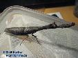 Ambivia undata - Female