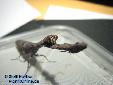 Ambivia undata - Female