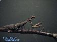 Ambivia undata - Female