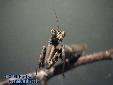 Ambivia undata - Female