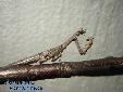 Ambivia undata - Male