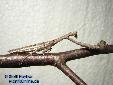 Ambivia undata - Male