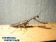 Ambivia undata - Male