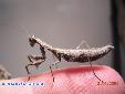 Ameles decolor - Female