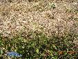 Ameles decolor - Habitat