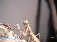 Ameles heldreichi - 