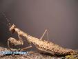 Ameles heldreichi - 