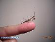 Ameles heldreichi - Male