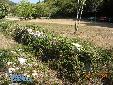 Ameles heldreichi - habitat