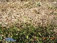 Ameles heldreichi - habitat