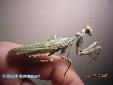 Blepharopsis mendica mendica - Female
