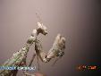 Blepharopsis mendica mendica - Female