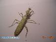 Blepharopsis mendica mendica - Female