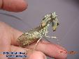 Blepharopsis mendica mendica - Female