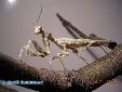 Blepharopsis mendica mendica - Male