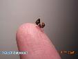 Blepharopsis mendica mendica - L2