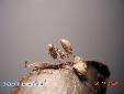 Blepharopsis mendica mendica - L3