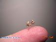 Blepharopsis mendica mendica - L3