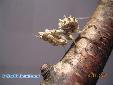 Blepharopsis mendica mendica - Male