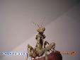 Blepharopsis mendica mendica - Male