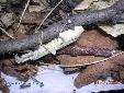 Blepharopsis mendica mendica - Building of ooth