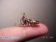 Ceratomantis saussurii - Female