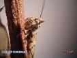 Ceratomantis saussurii - Male