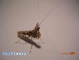 Ceratomantis saussurii - Male