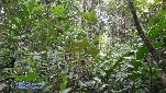 Ceratomantis saussurii - habitat