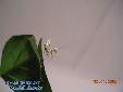 Ceratomantis saussurii - L2