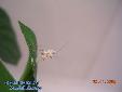 Ceratomantis saussurii - L2