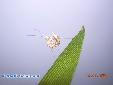 Ceratomantis saussurii - L3