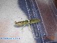 Creobroter elongata - Male