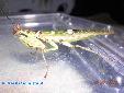 Creobroter elongata - Male