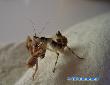 Creobroter elongata - Nymph