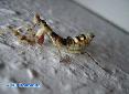 Creobroter elongata - Nymph