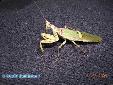 Creobroter gemmatus - Male