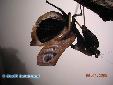 Deroplatys desiccata - Female