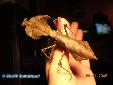 Deroplatys desiccata - Female