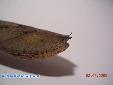 Deroplatys desiccata - Male