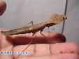 Deroplatys desiccata - Male