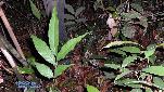 Deroplatys desiccata - habitat