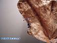 Deroplatys desiccata - L2