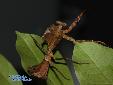 Deroplatys desiccata - Female
