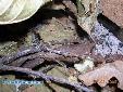 Deroplatys desiccata - Building of ooth